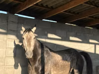 Hengst, Arabian horse — Foto 2