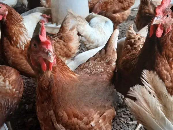 Chickens