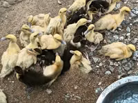 Domestic Muscovy — photo 8