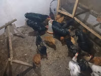 Chickens — 照片 6