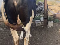 गाय, Russian Black pied cattle — फ़ोटो 3