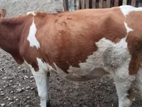 بقرة, Simmental cattle — الصورة 2