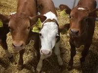 牛只（批次，未指定性别）, Simmental cattle — 照片 2