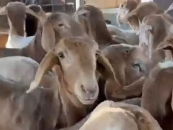 Ram, Sheep