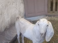 बकरा, Beetal goats — फ़ोटो 1