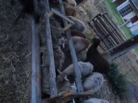 Ram, Cameroon sheep — photo 1
