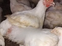 Chickens — photo 5
