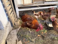 Thailändisches Kampfhuhn — Foto 8