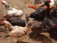 Chickens — 照片 6