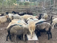भेड़, भेड़ — फ़ोटो 3