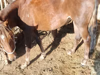 Mare, French Trotter — photo 2