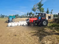 Full Corn Silage — 照片 3