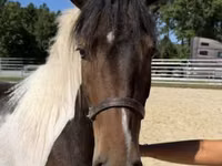 घोड़ा, American paint horse — फ़ोटो 5