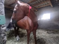 Hengst, Akhal-Teke — Foto 6