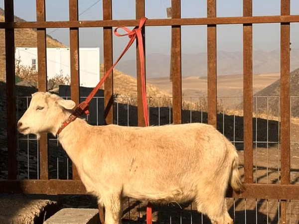 Cabra, Saanen goat