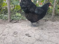 Australorp — foto 2