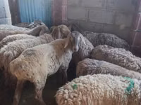 Oveja, Arashan sheep — foto 4