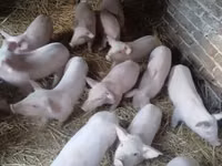 Schweine (Partie, Geschlecht nicht angegeben) — Foto 4