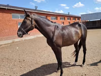 公马, Akhal-Teke — 照片 8