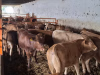 Bull, Simmental cattle — photo 4