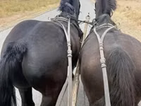 Hengst, Lipizzaner — Foto 3