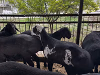 Ram, Rhon sheep — photo 1