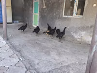 Chickens — photo 7