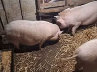 Schweine (Partie, Geschlecht nicht angegeben) — Foto 6
