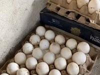 Deutscher Pekin — Foto 2