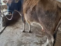 Cow, Swiss cattle — photo 3