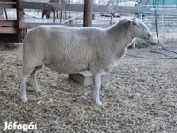 Sheep, Lacaune sheep — photo 6