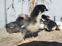 Australorp — photo 7