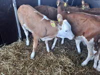 सांड, Simmental cattle — फ़ोटो 1