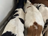 Rinder (Partie, Geschlecht nicht angegeben), Simmental cattle — Foto 6