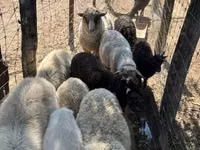 نعجة, Merino sheep — الصورة 5