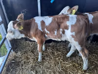 सांड, Simmental cattle — फ़ोटो 3