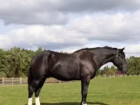 घोड़ा, Percheron — फ़ोटो 5