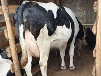 母牛, Holstein breed — 照片 2