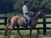 Stute, Rocky Mountain Horse — Foto 2