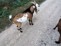 Ziegenbock, Ziegen — Foto 5