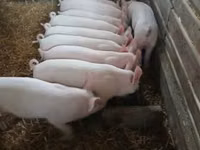 Schweine (Partie, Geschlecht nicht angegeben) — Foto 2