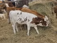 公牛, Simmental cattle — 照片 8