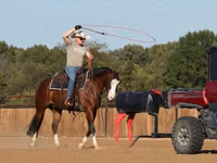 Hengst, Quarter Horse — Foto 5
