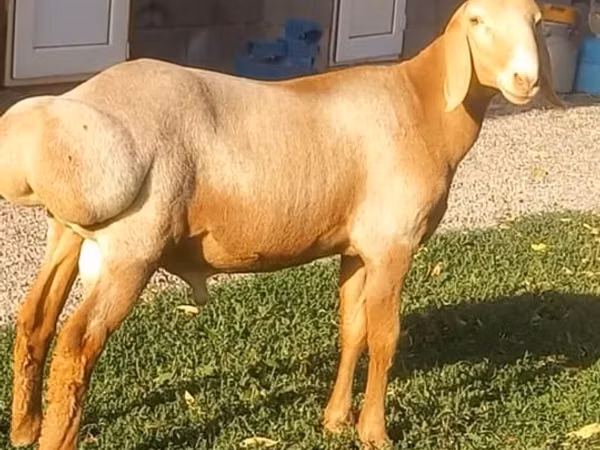 Ram, Arashan sheep