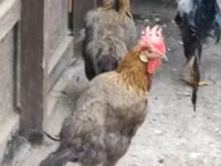 Chickens — फ़ोटो 1