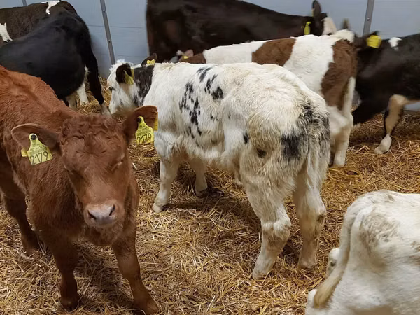 公牛, Limousin cow