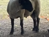 公羊, White Suffolk sheep — 照片 2