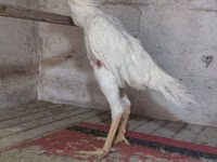 Chickens — 照片 1