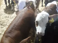 公牛, Simmental cattle — 照片 7