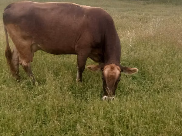 Vaca, Raza Alatau